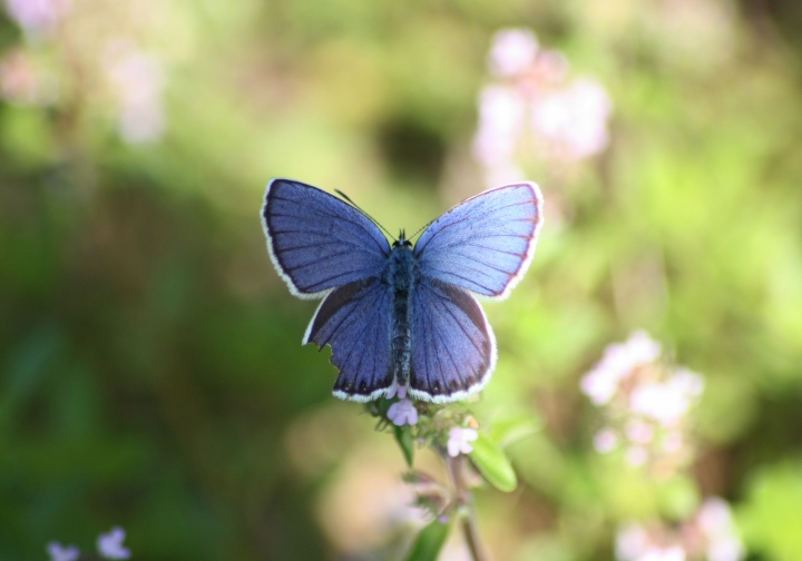 Conferma ID licenidi